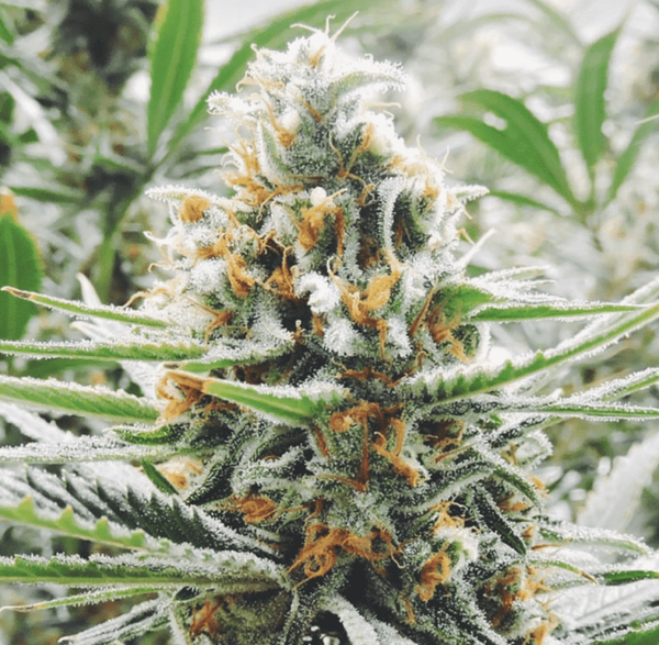 amnesia haze auto