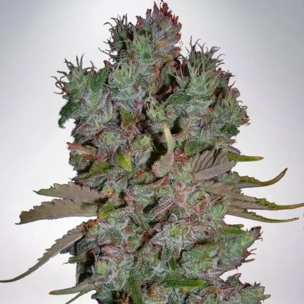 blueberry auto