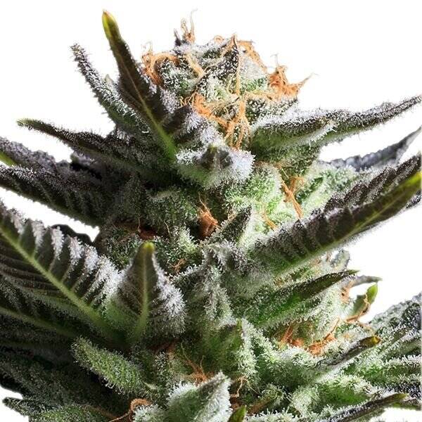 fruit arz