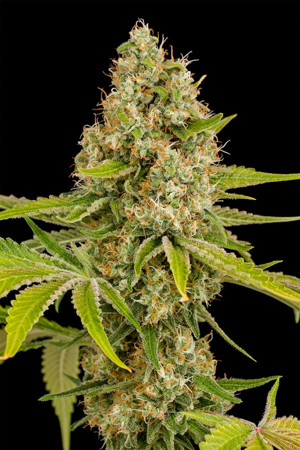 OG Kush