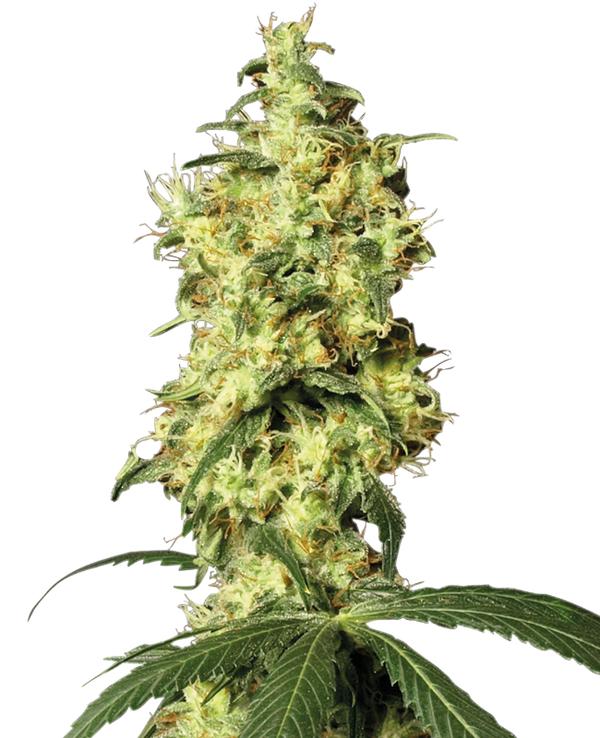 White widow auto