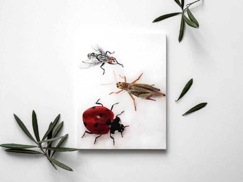 INSECTES - Crayon et peinture acrylique sur papier / format A3