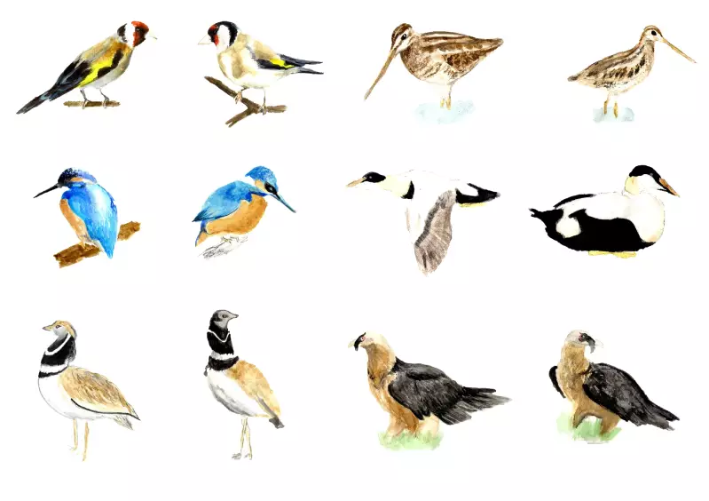 LES OISEAUX - Encre de Chine colorée sur papier aquarelle / formats A5 et A4