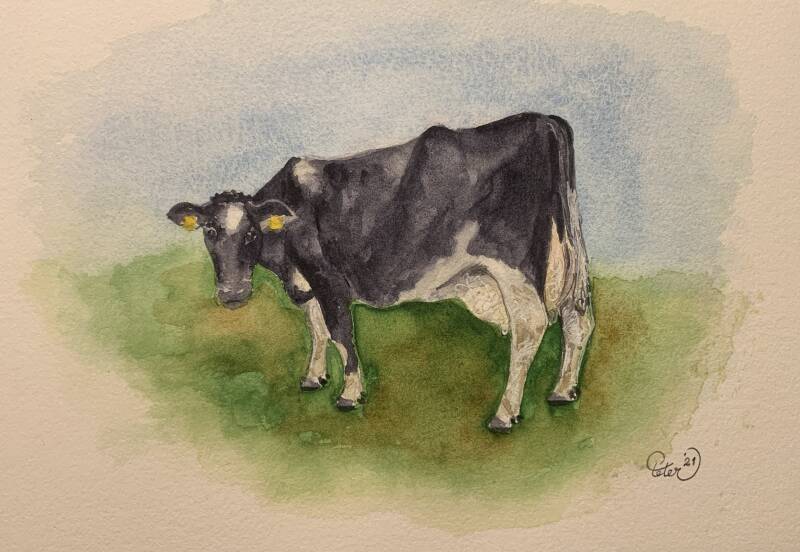 Holstein Friesian