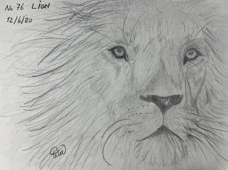 A drawing a day Lion
