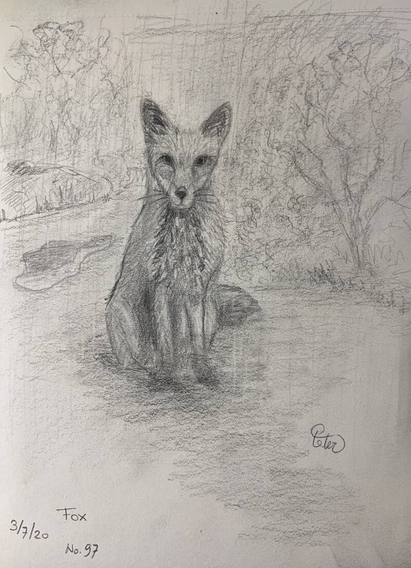 A drawing a day Fox 