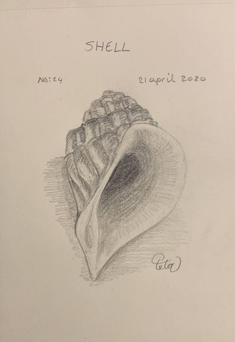 A drawing a day Shell