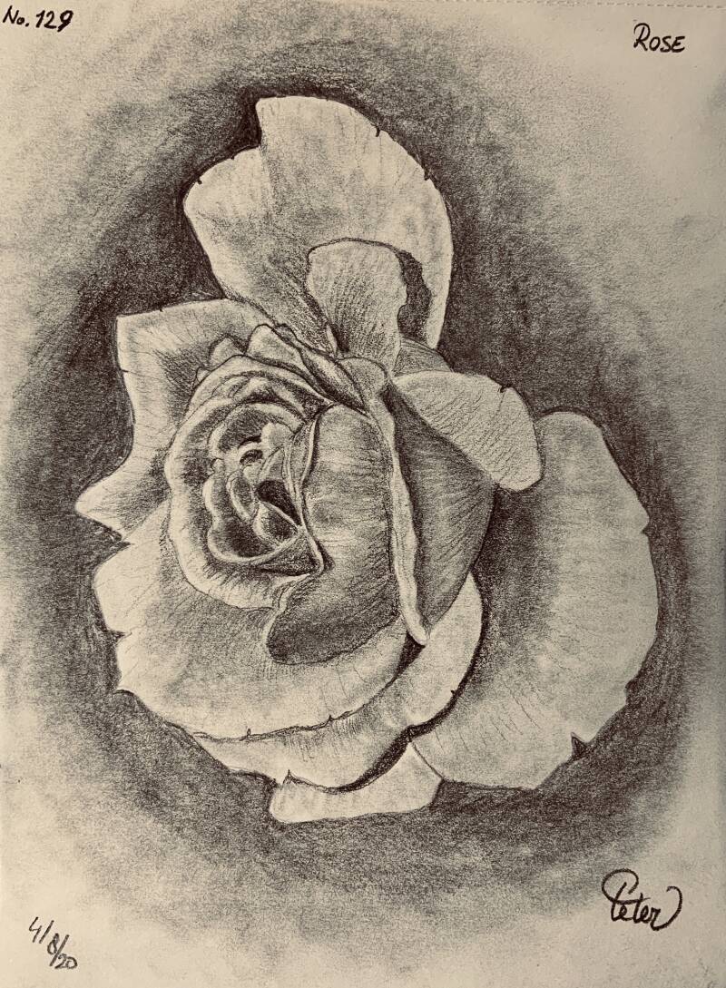 A drawing a day Rose 