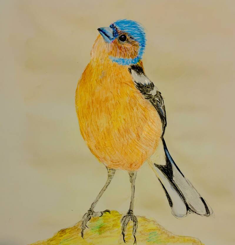 Drawing test action pencils Finch 