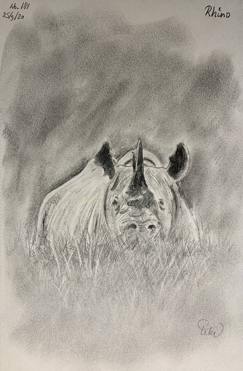 A drawing a day rhino