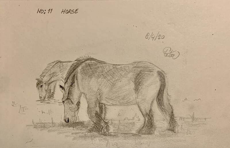 A drawing a day Horse