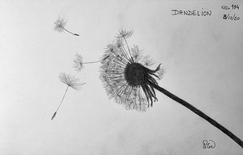 A drawing a day Dandelion