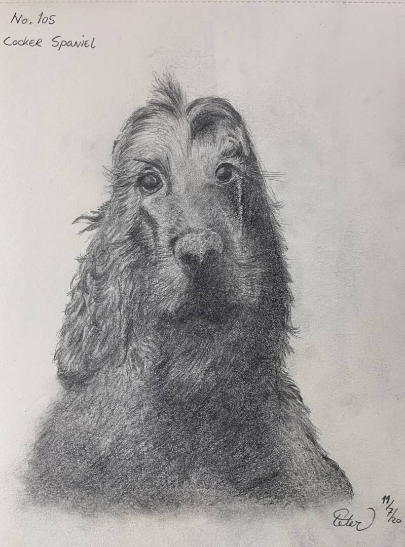 A drawing a day cockerspaniël 