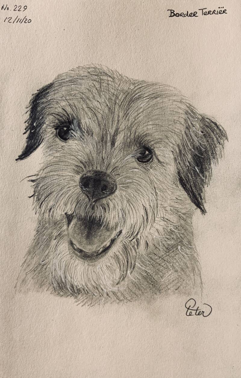 A drawing a day Border Terriër 
