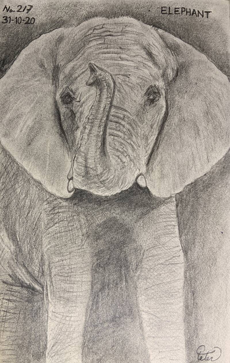 A drawing a day Elephant 