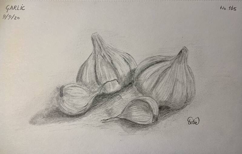 A drawing a day Garlic 