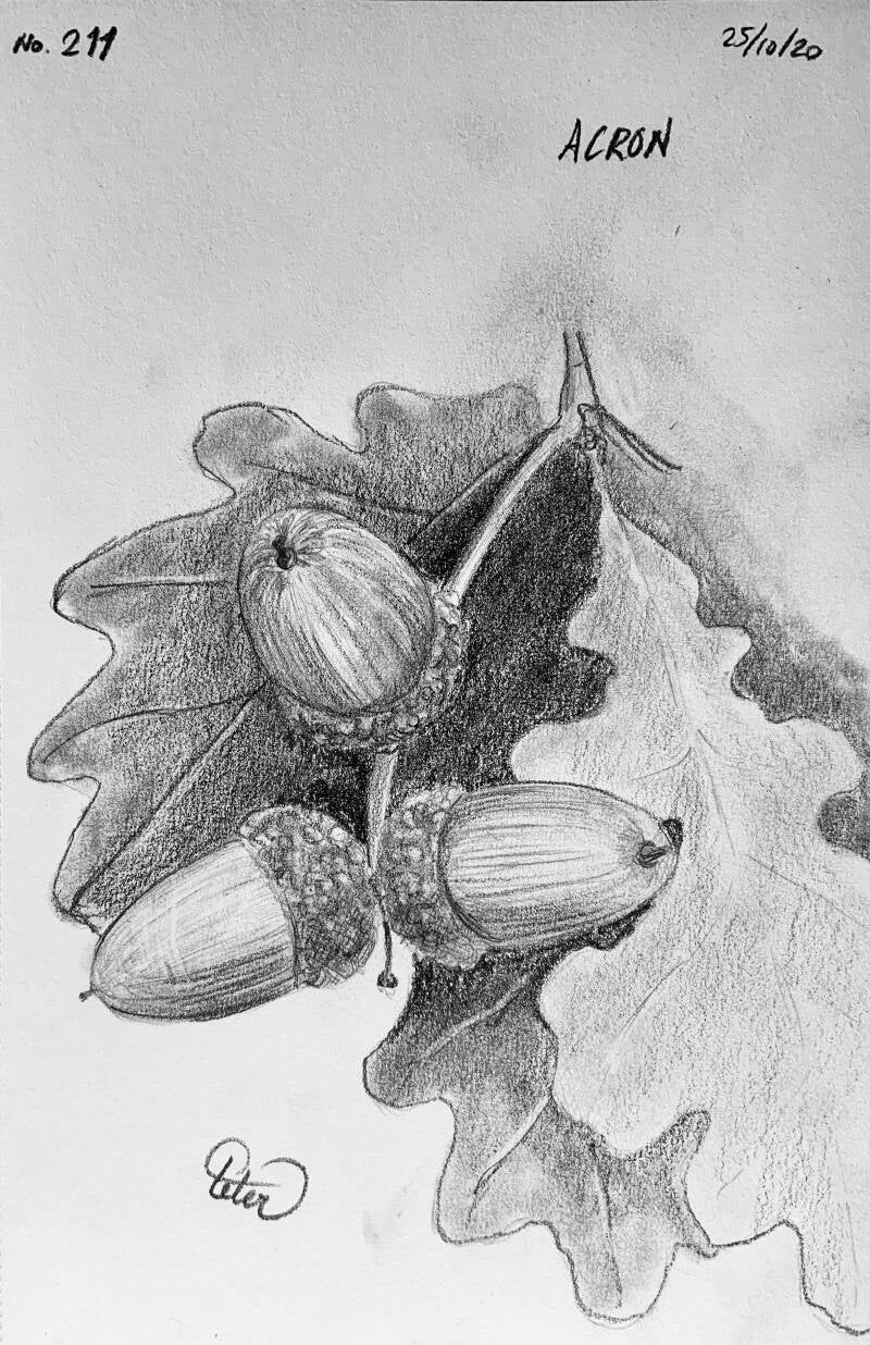A drawing a day Acorn 