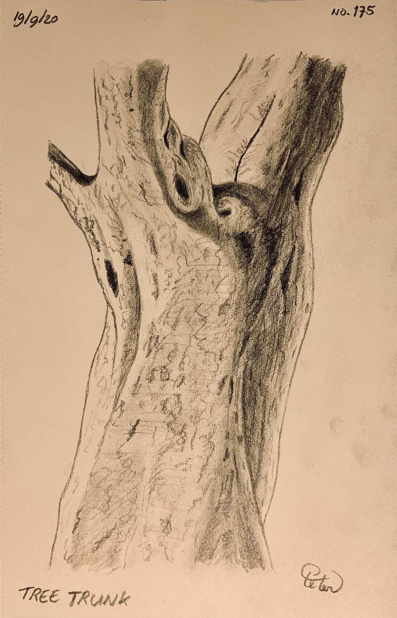 A drawing a day Tree Trunk 