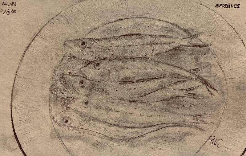 A drawing a day Sardines