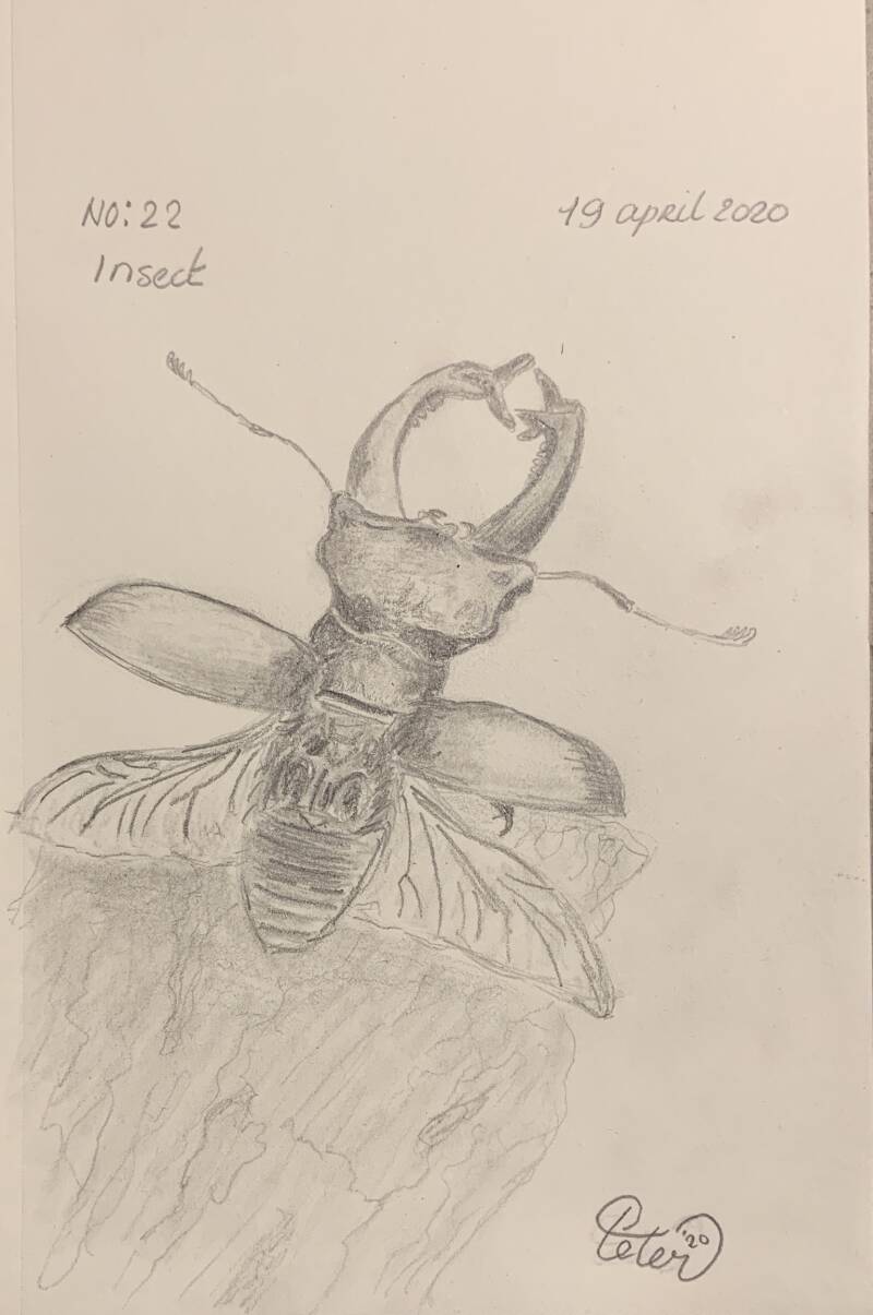 A drawing a day Insect