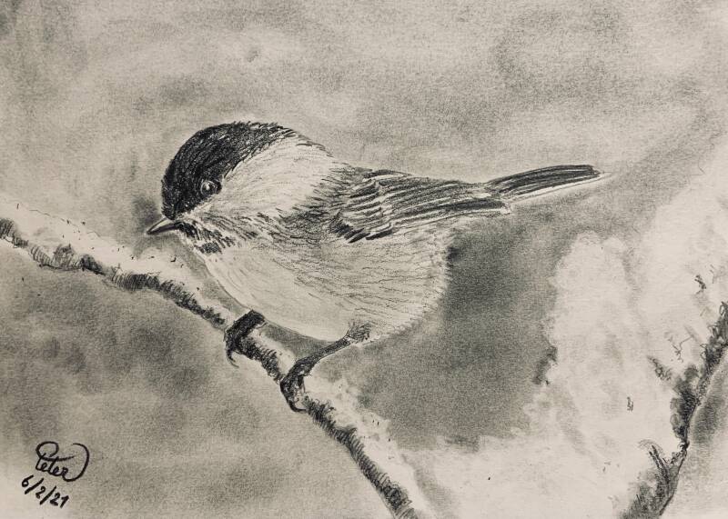 A drawing a day 6 February 2021