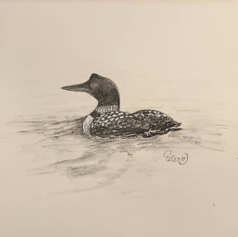 Drawing Loon