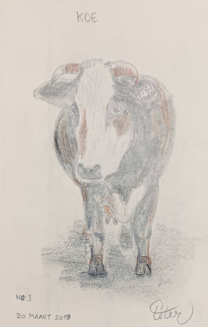 A drawing a day Koe cow