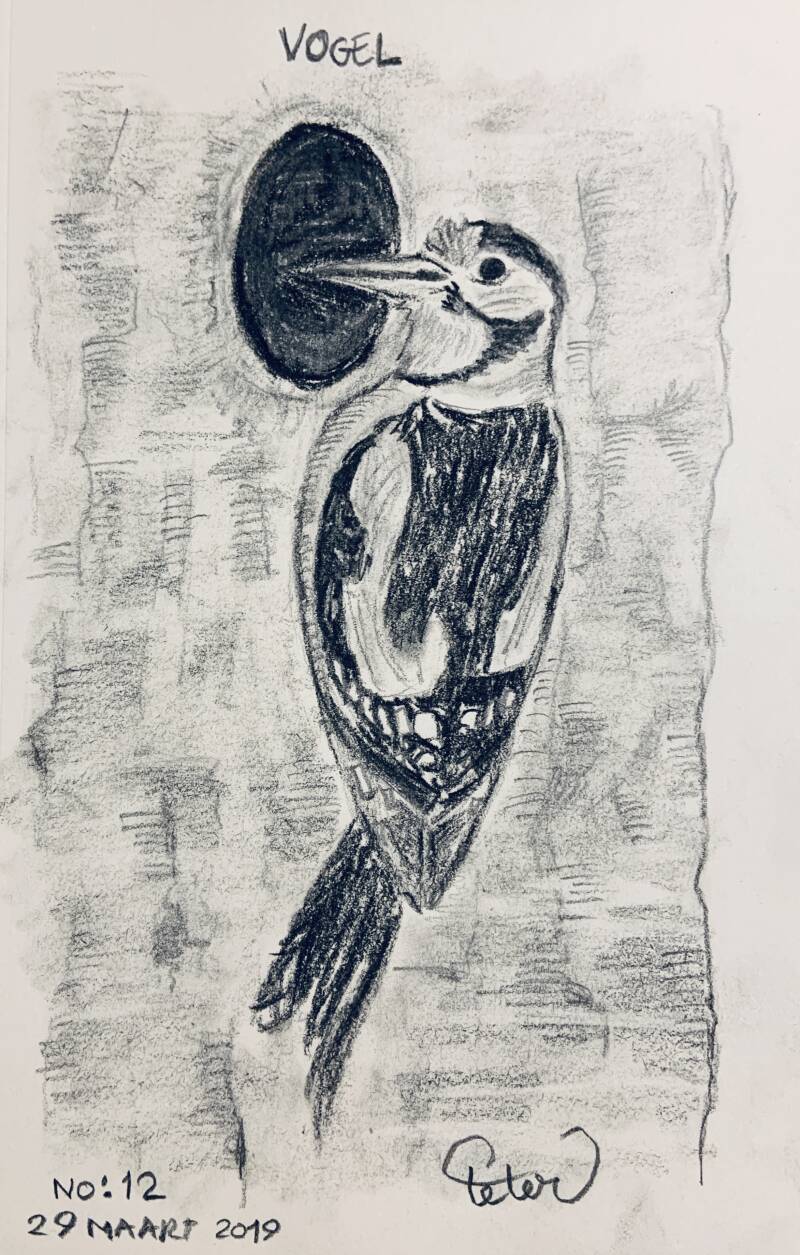 A drawing a day Vogel bird