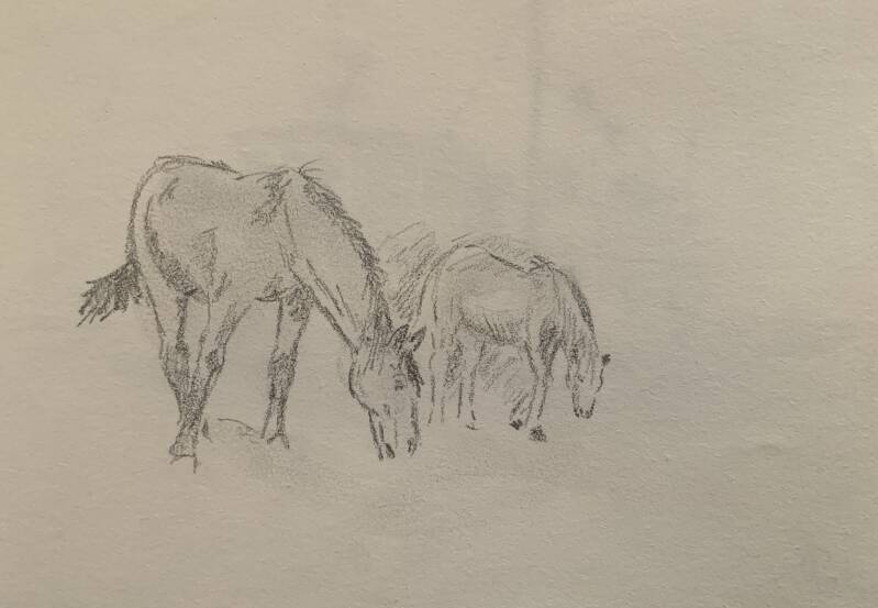 Sketch Horses