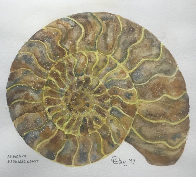 Ammonite Lyme Regis