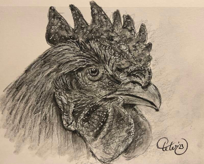 Sketch Rooster