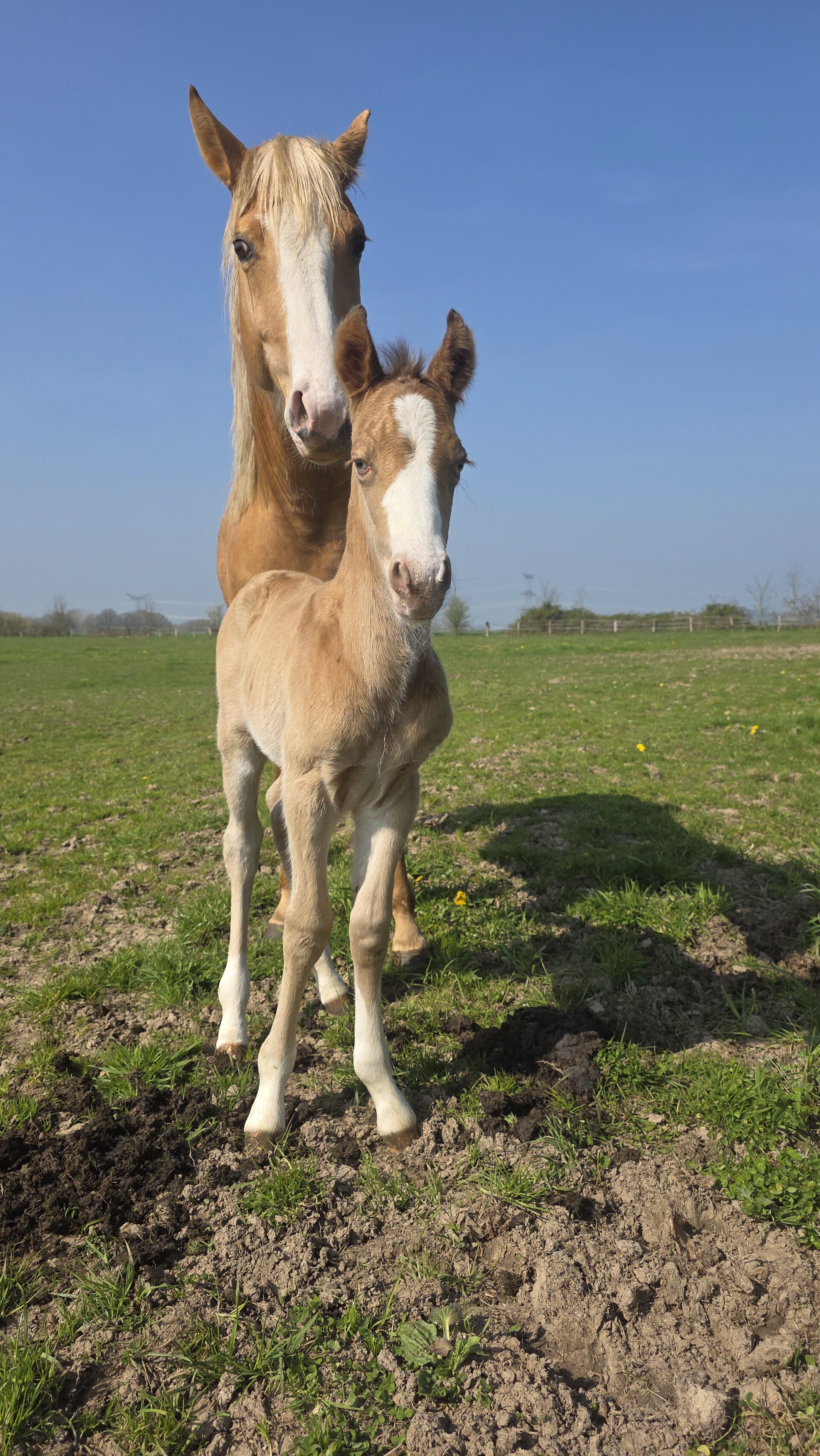 ✨️QUICK DOC STONE BM ✨(PP)