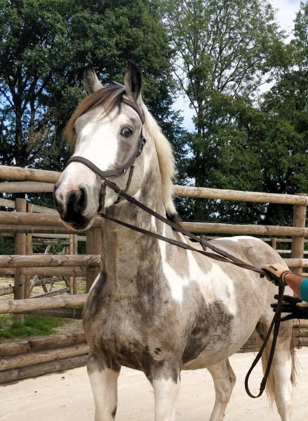King Breizh Royal (PFS) Homozygote tobiano