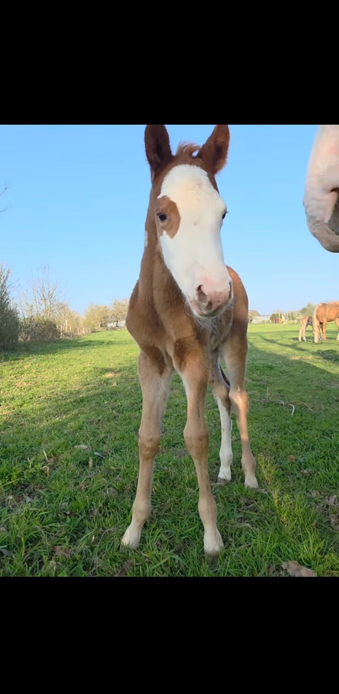 ✨️QUARTZ KING BOONLIGHT BM ✨