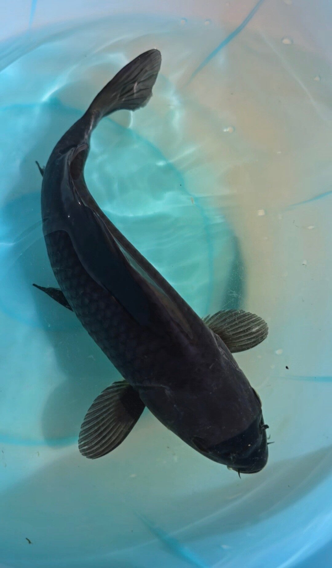 K05 -  Karasu Koi 25-30cm