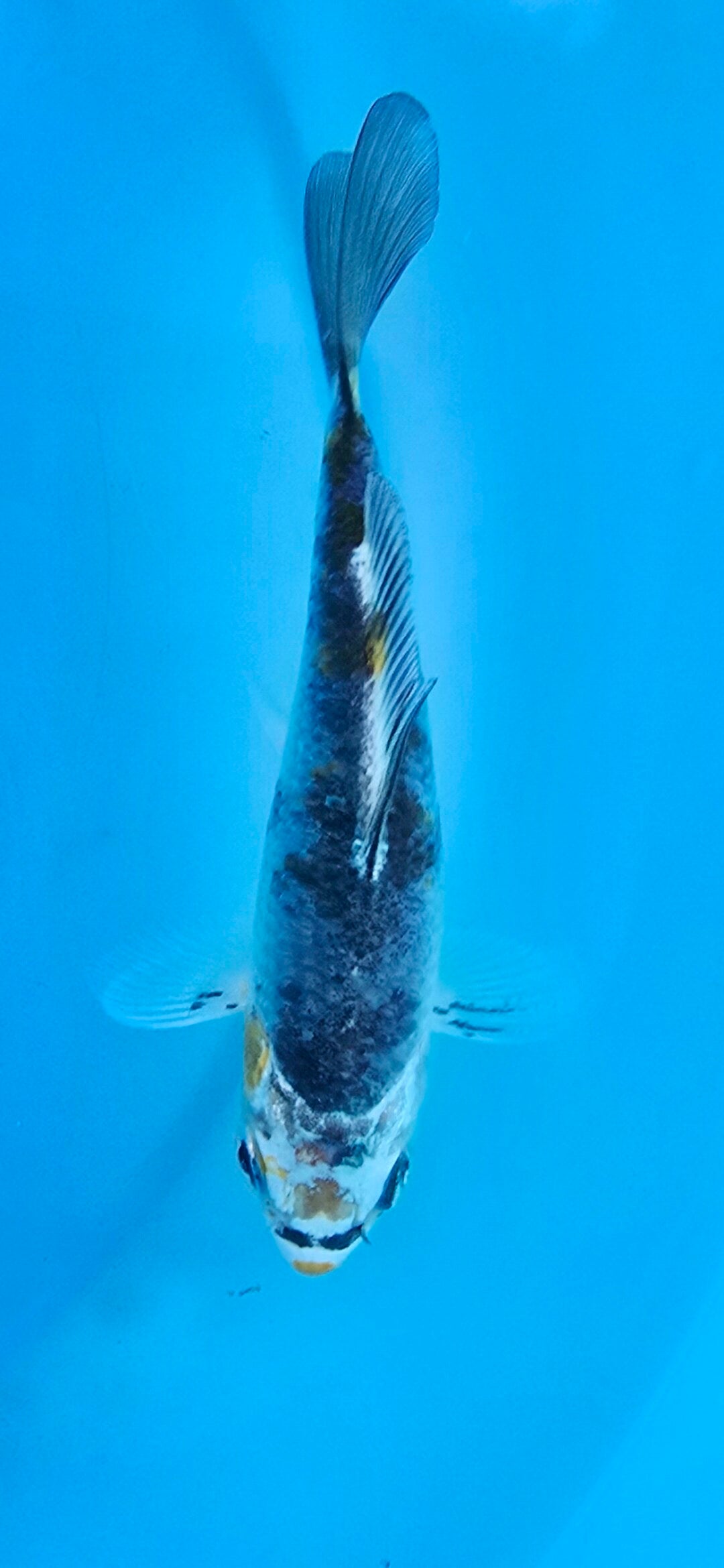 K010 - Gin Shiro Bekko 10cm