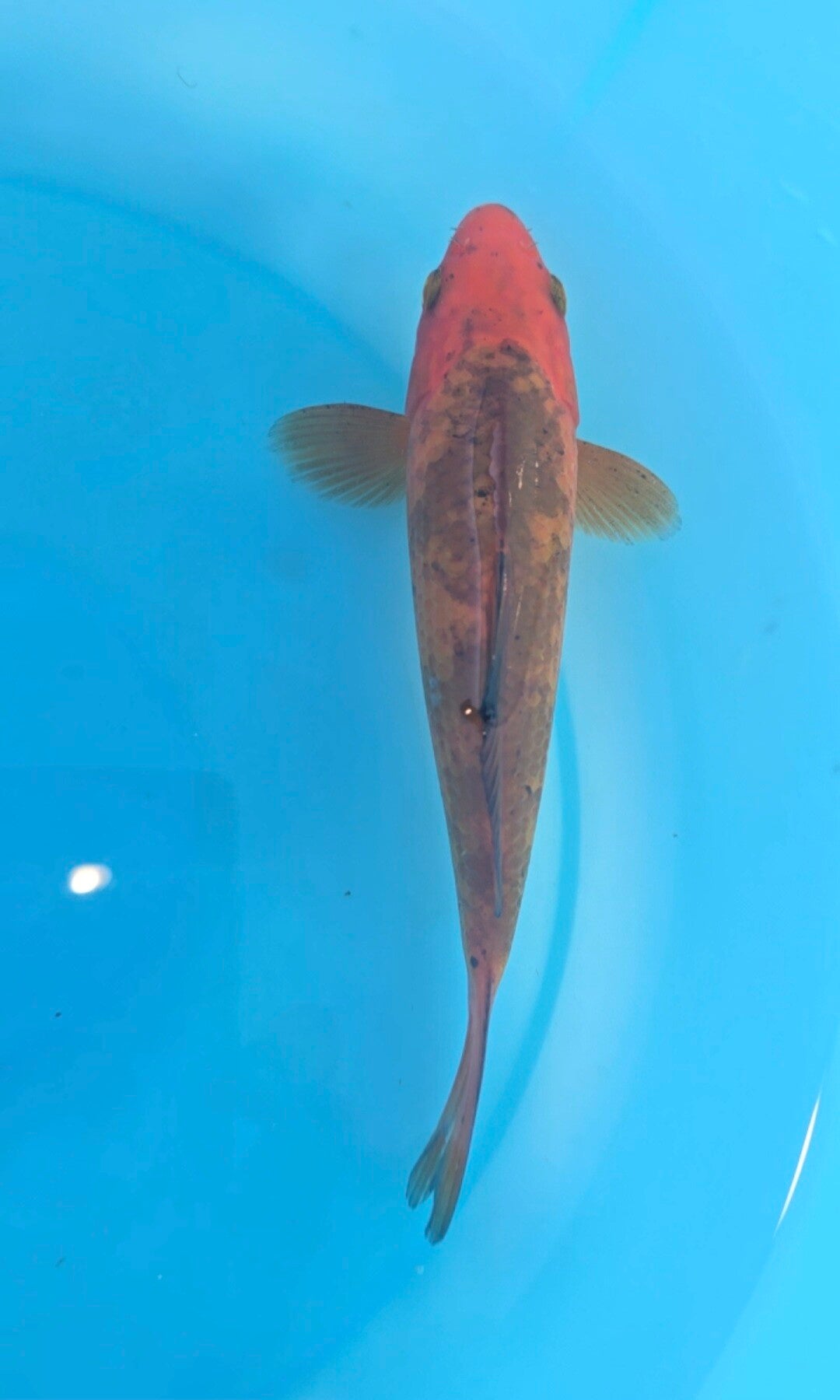 K04 - Aka Bekko 12cm