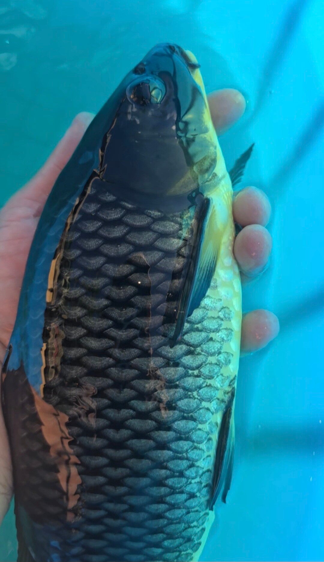 K08 - Karasu koi 38cm