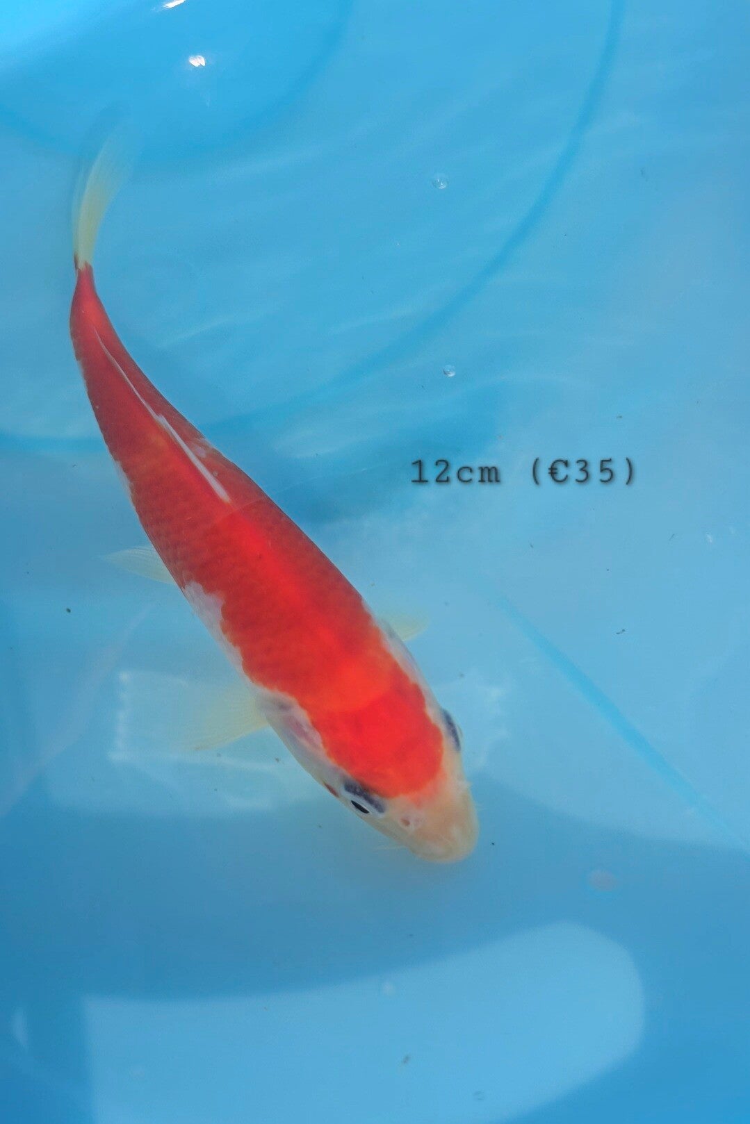 K05 -  Kohaku, Soragoi, Sanke, Blue Asagi, Aka Matsuba,Shiro Bekko,Chagoi Koi 6-12cm