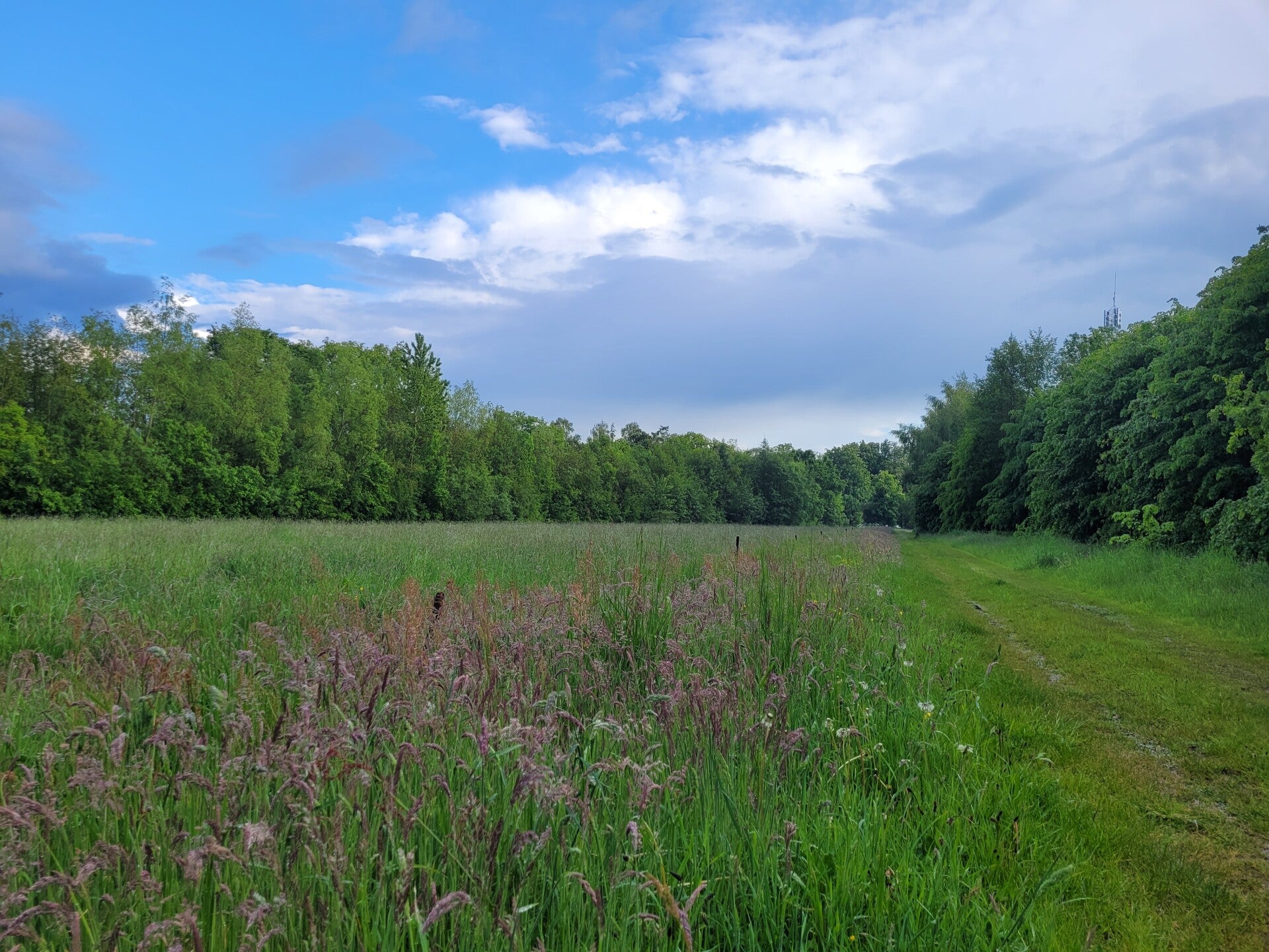 Veld vol paarse bloemen bij zonsopkomst, symbool voor groei, nieuwe inzichten en natuurbeleving binnen outdoor coaching.