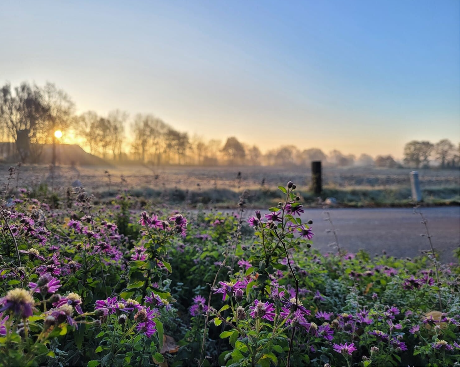 Veld vol paarse bloemen bij zonsopkomst, symbool voor groei, nieuwe inzichten en natuurbeleving binnen outdoor coaching.