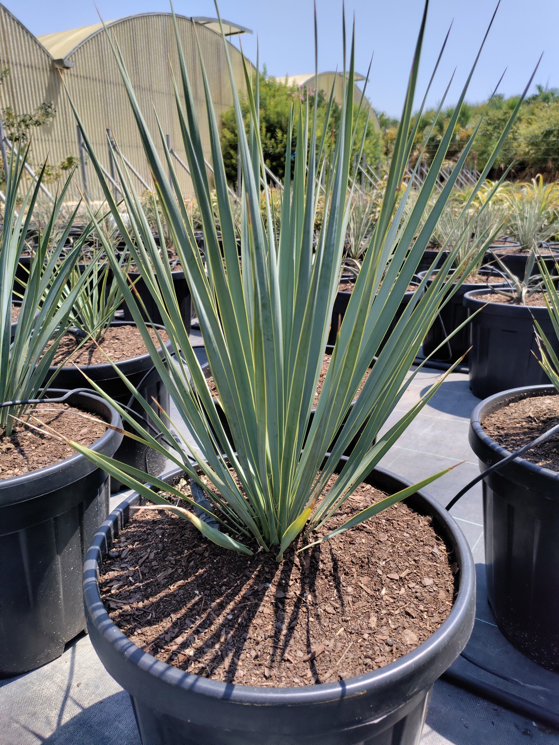 Yucca Rostrata.