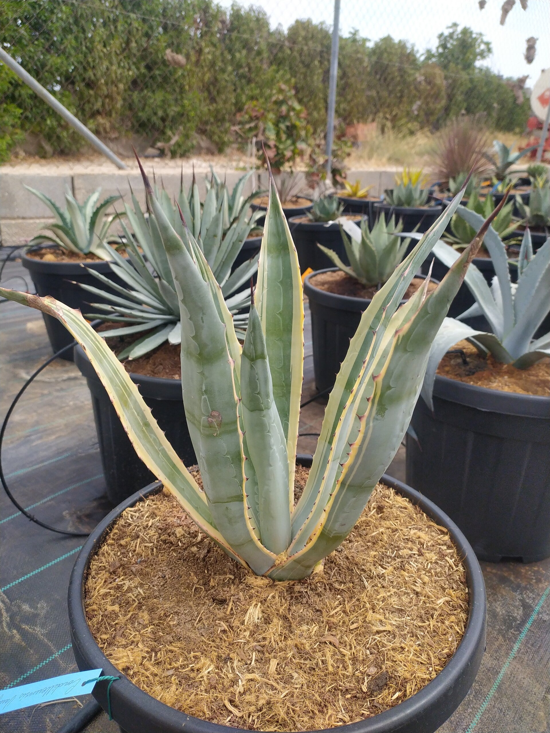 Agave Cordillerensis variegatta.