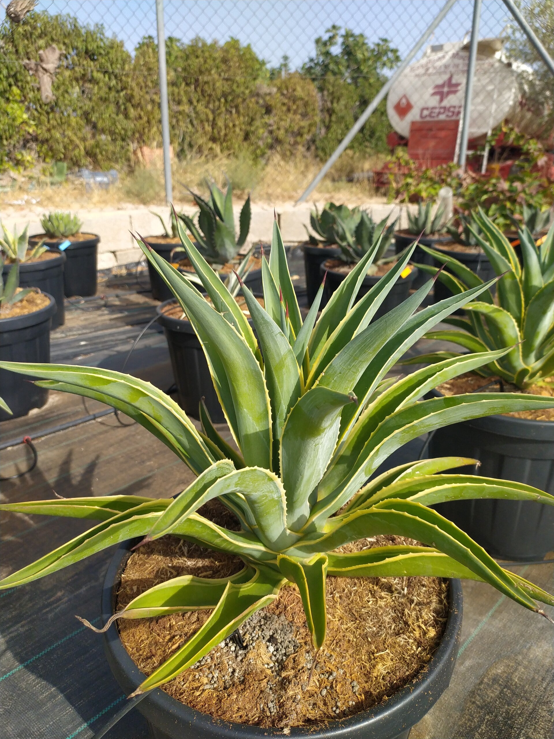 Agave Desmettiana variegata.