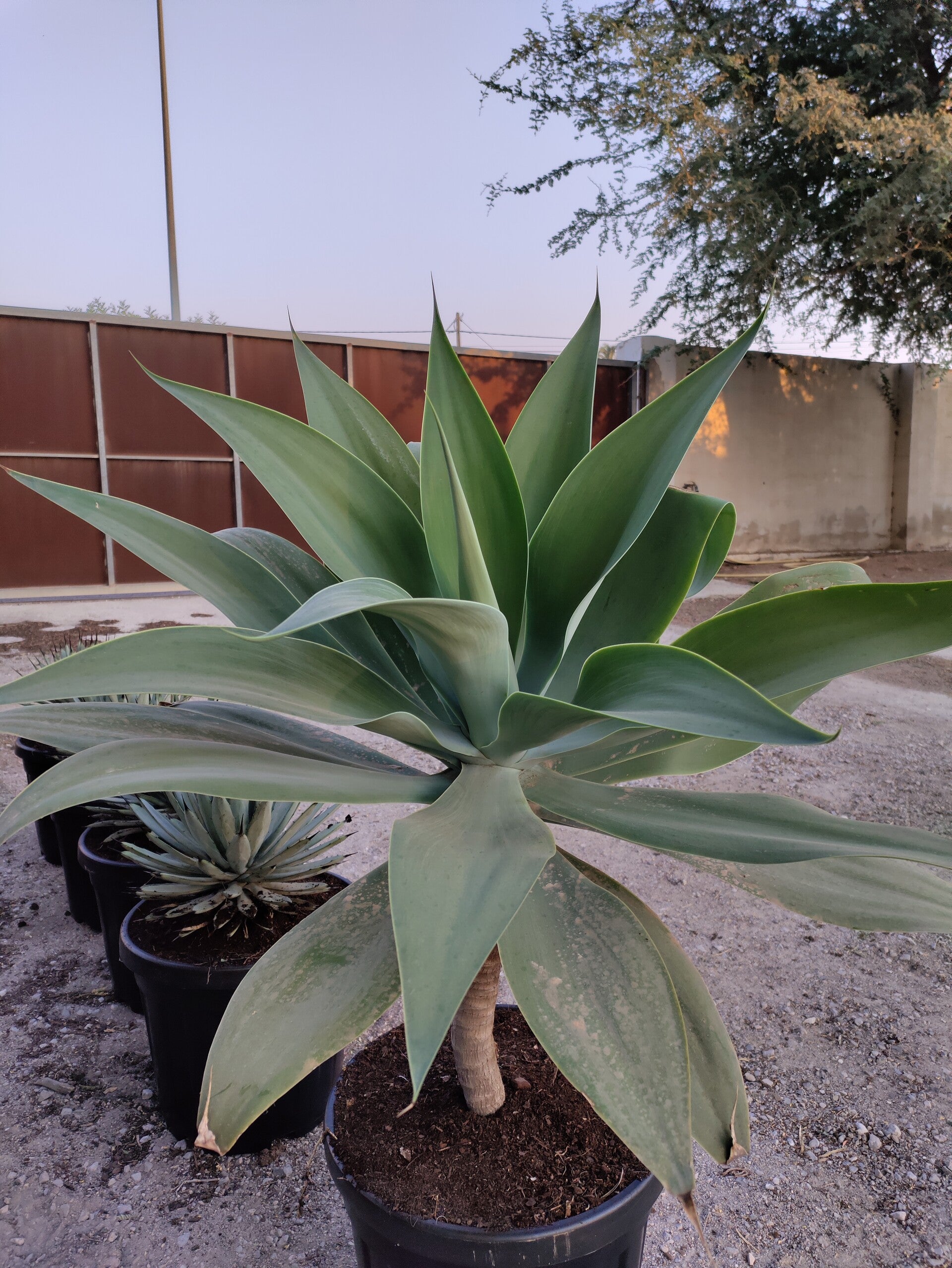 Agave Attenuata.