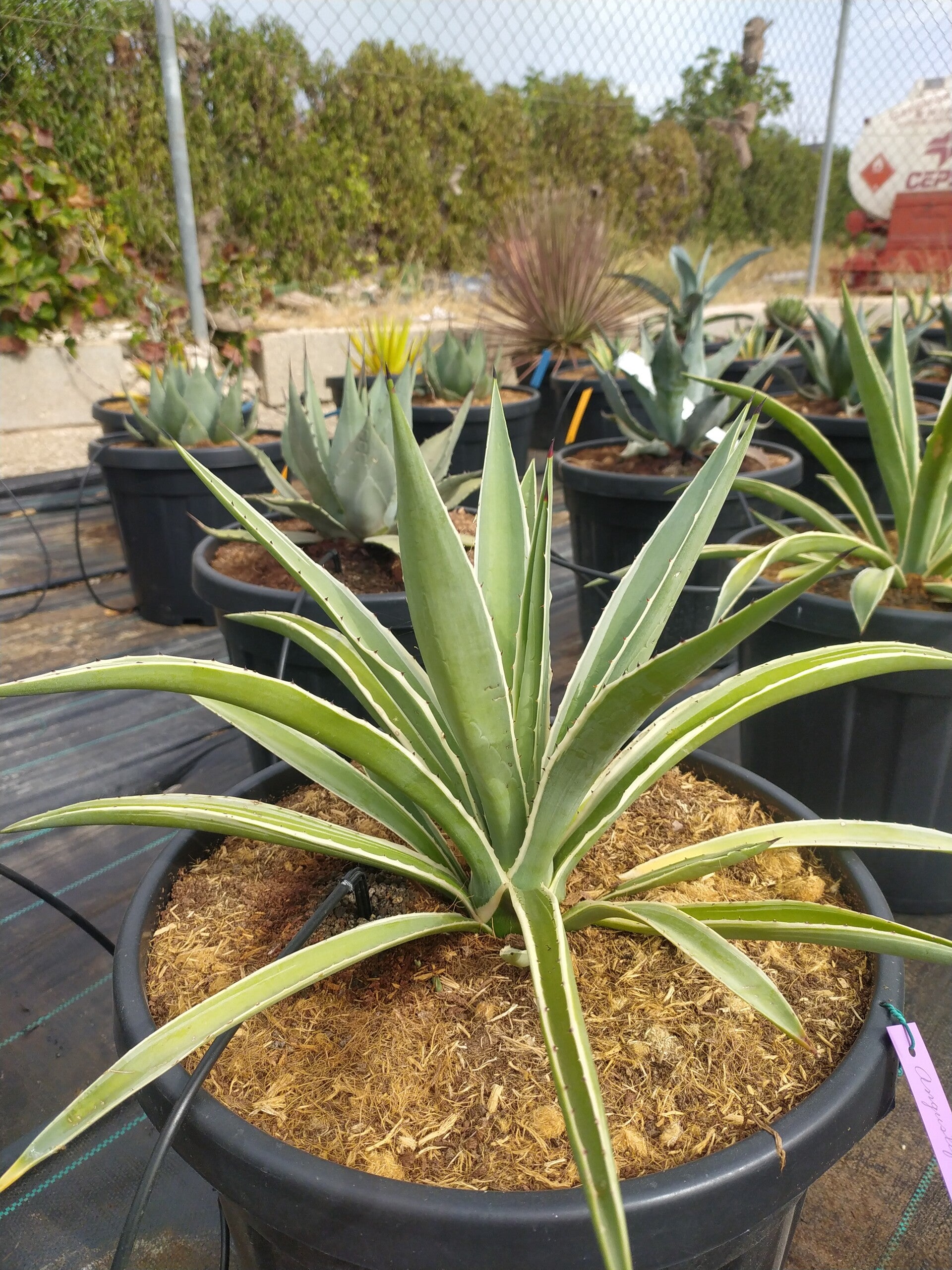 Agave Angustifolia Variegatta.