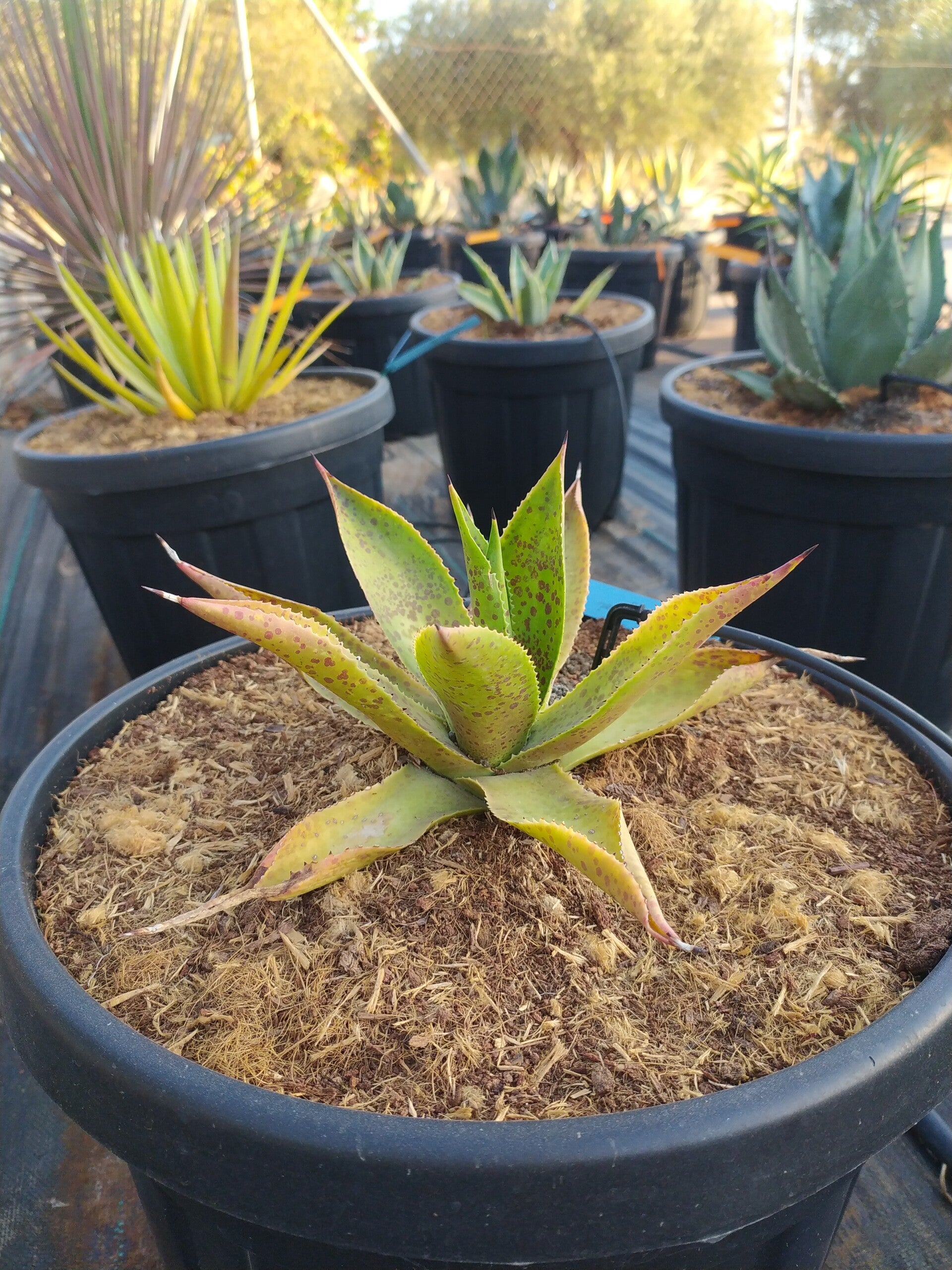 Agave Gonzaloi.