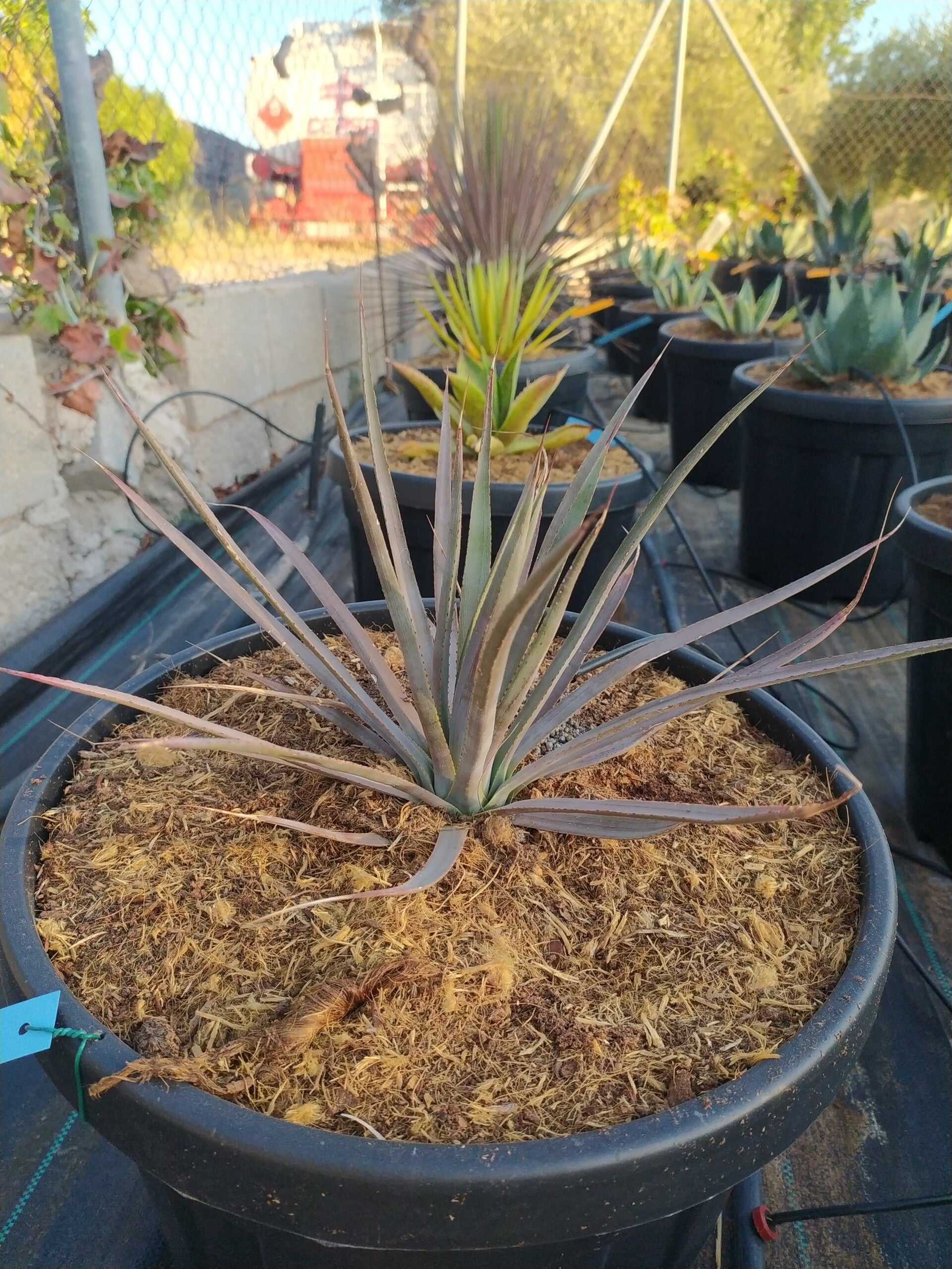 Agave David.