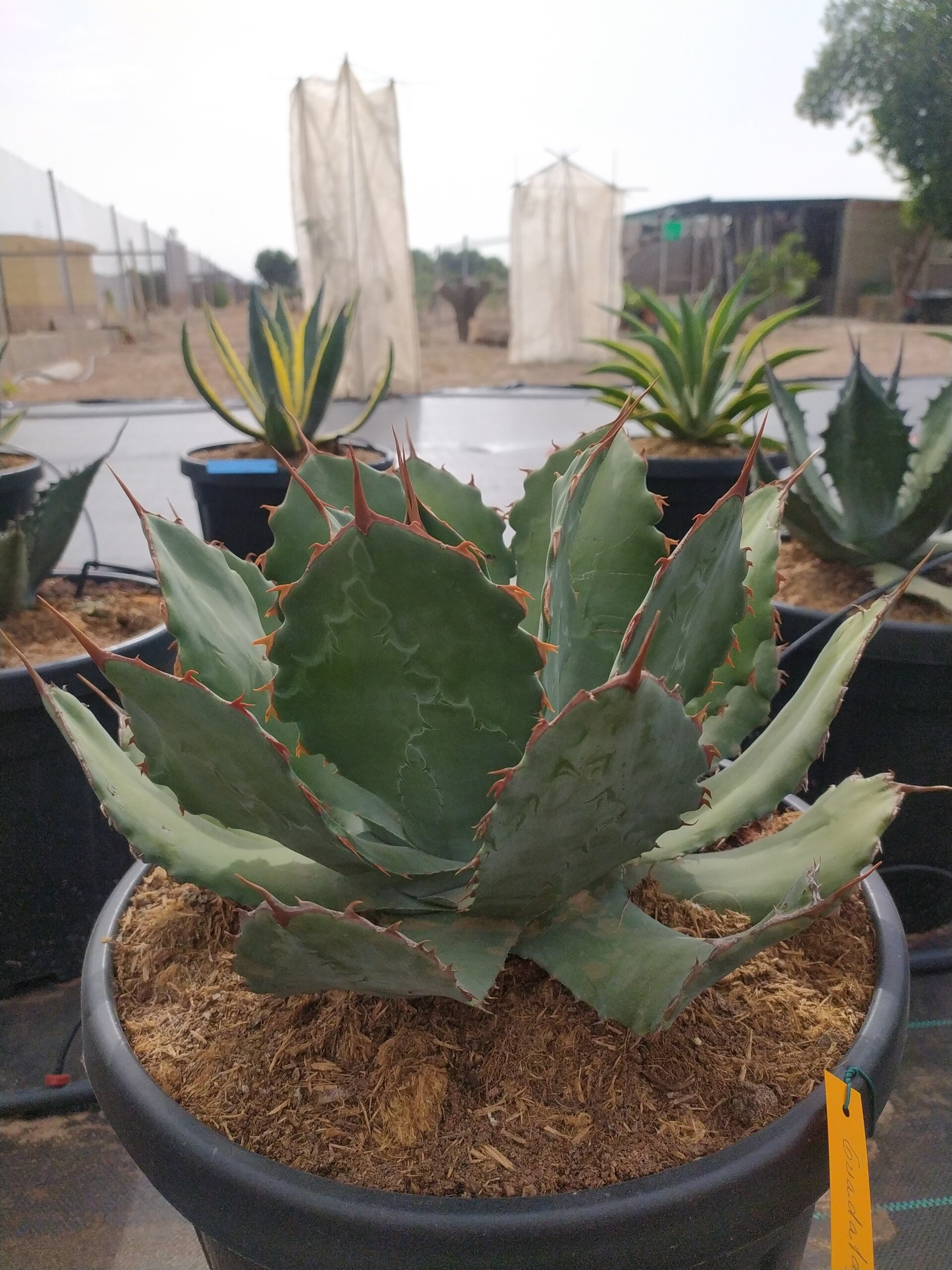 Agave Guadalajarana.