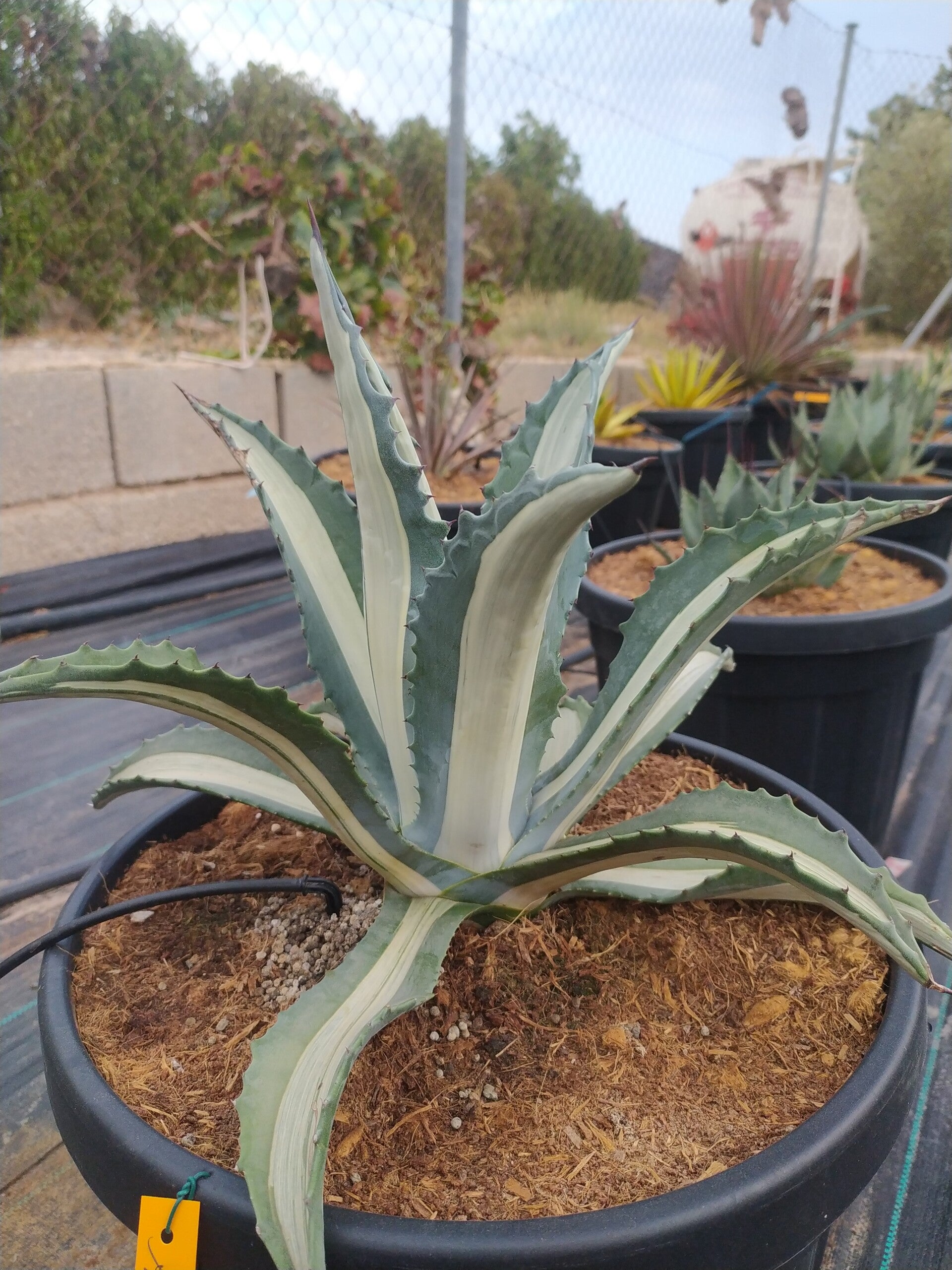 Agave A. Spectabilis Medio picta.